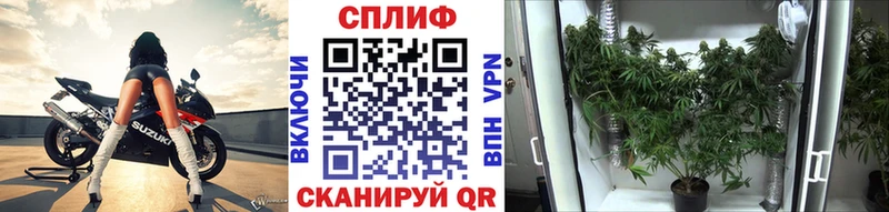 Бошки марихуана Amnesia  hydra ССЫЛКА  Медногорск 